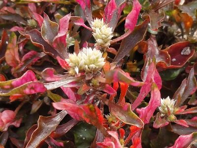 花散歩 アキランサスの花 花散歩 アキランサスの花