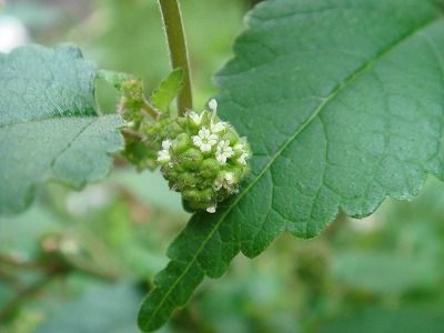 花散歩 : クワ草蔓延る