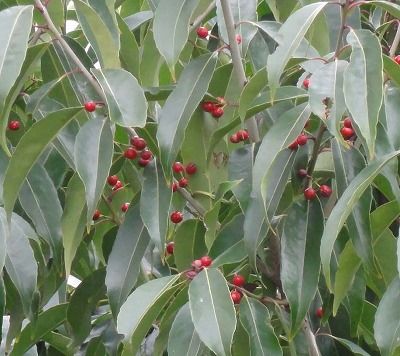 花散歩 クロガネモチでもソヨゴでもカナメモチでも無いような赤い実