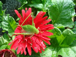 花散歩 花を食べる虫 名前は 花散歩 花を食べる虫 名前は