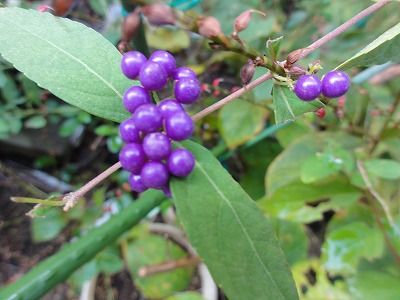 花散歩 紫色のもの
