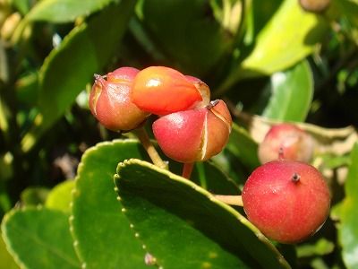 花散歩 : マサキ（柾）の実が弾けた