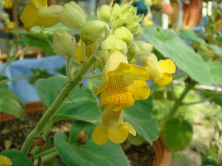 花散歩 食虫植物 イビセラ ルテアの花