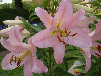 花散歩 ユリとクレオメ