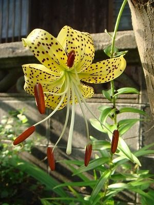 花散歩 オウゴンオニユリ 黄金鬼百合 百合根に花が