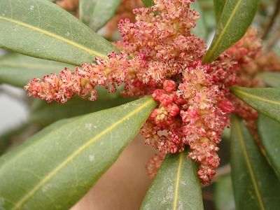 花散歩 ヤマモモ 山桃 の花を見ました 花散歩 ヤマモモ 山桃 の花を見ました