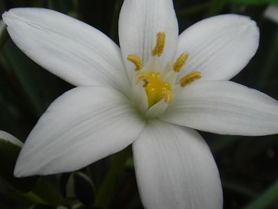 花散歩 オーニソガラム 別名 ベツレヘムの星 ホソバオオアマナ