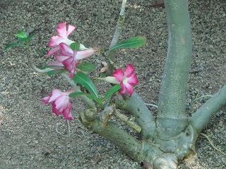 花散歩 アデニウム オベスムの花