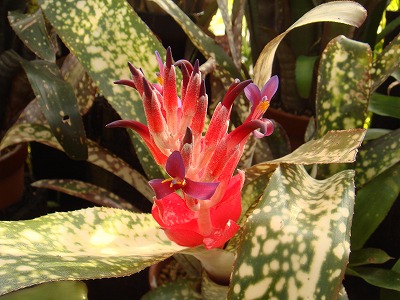 花散歩 アナナスの仲間