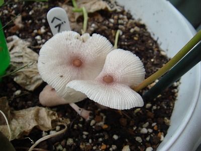 花散歩 アサガオ鉢の白いキノコ 花散歩 アサガオ鉢の白いキノコ