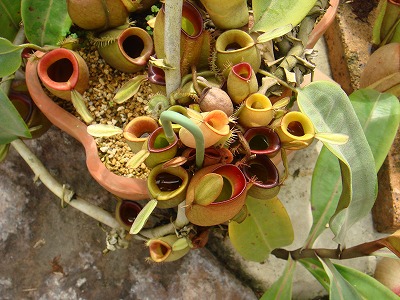 花散歩 食虫植物展より その２ ウツボカズラのいろいろ