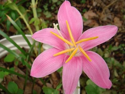 花散歩 ピンクのゼフィランサス 花散歩 ピンクのゼフィランサス