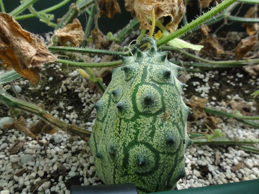 花散歩 キワーノ ってご存知