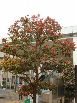 花散歩 花が咲いたようなクロガネモチの赤い実