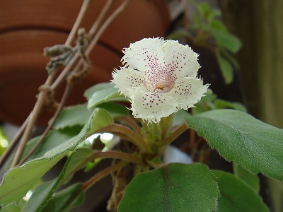 花散歩 イワタバコ科の花