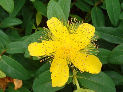 花散歩 キンシバイとビヨウヤナギ 花散歩 キンシバイとビヨウヤナギ