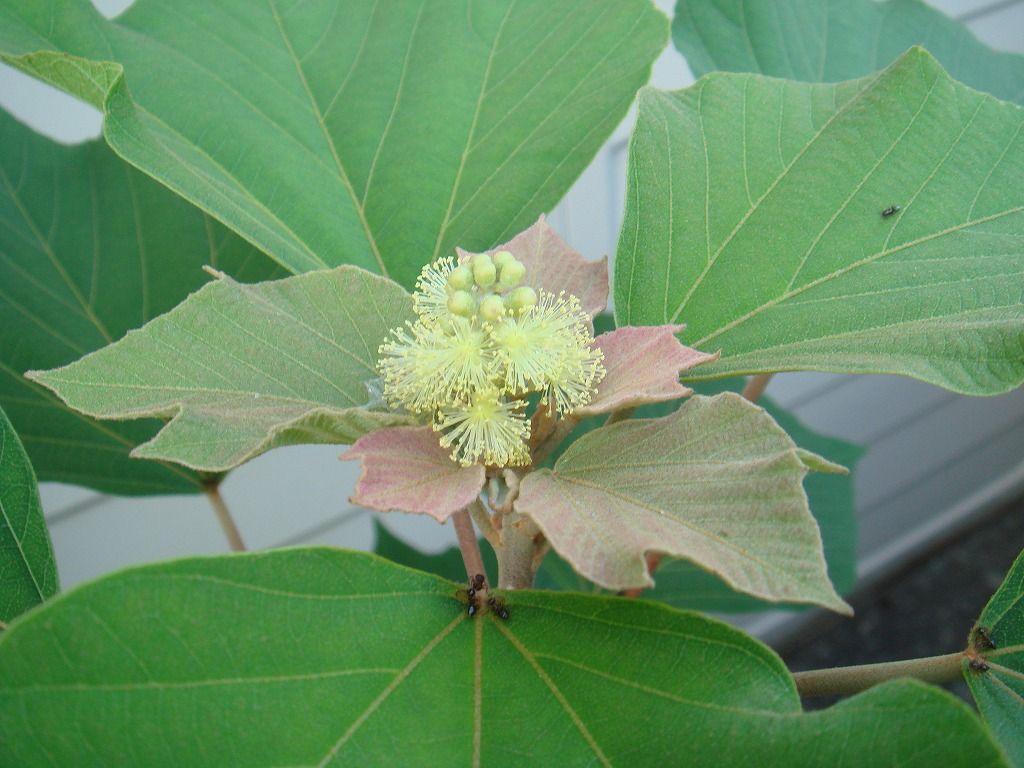 花散歩 : アカメガシワの雄花