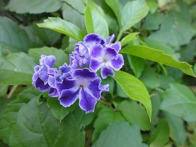 花散歩 紫色のもの