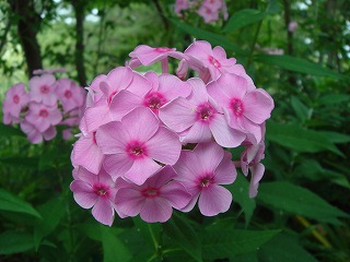 花散歩 オイランソウ 花魁草 はフロックス
