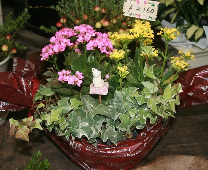 桑名市 花屋 花清 敬老の日 盆栽 胡蝶蘭 三重県桑名市の花屋 花清だより 桑名市 花屋 花清 敬老の日 盆栽 胡蝶蘭 三重県桑名市の花屋 花清だより