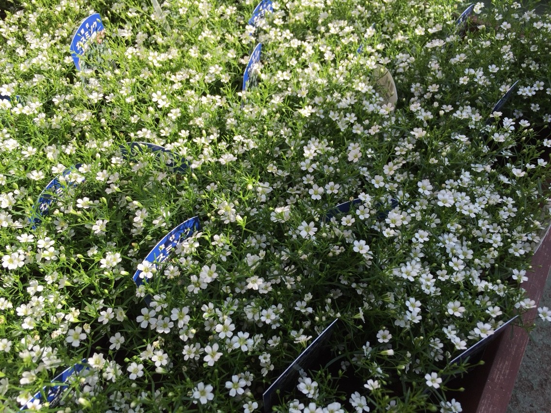 早朝から仕入れに 花しきぶのブログ 伊丹市野間 早朝から仕入れに 花しきぶのブログ 伊丹市野間