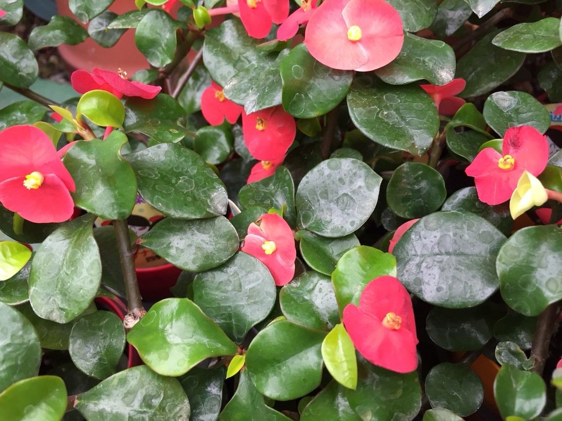 花しきぶのブログ 伊丹市野間