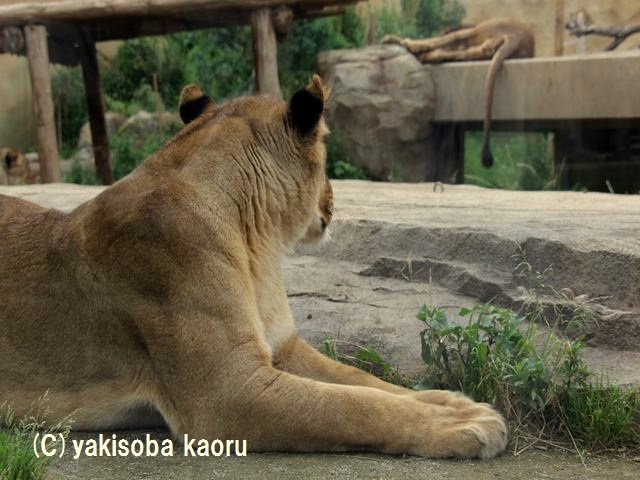 ライオン 東武動物公園 動物 写真 Byやきそばかおる ライオン 東武動物公園 動物 写真 Byやきそばかおる