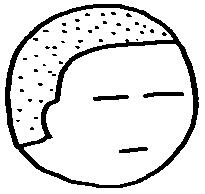 いいとも身内自慢コンテスト 関根さんの一言たとえ集 やきそばかおるの右脳と左脳をいったりきたり