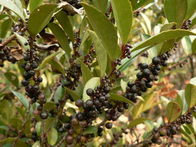 ヒサカキ 姫榊 花花 花よ花