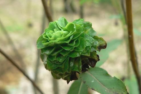 虫えい 虫こぶ ２ 花花 花よ花