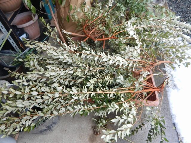 ギンバイカの剪定 地植えのクリスマスローズのつぼみ発見 やすらぎの庭