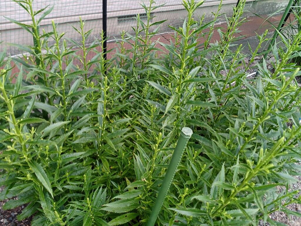 夏菊開花~♡ : やすらぎの庭
