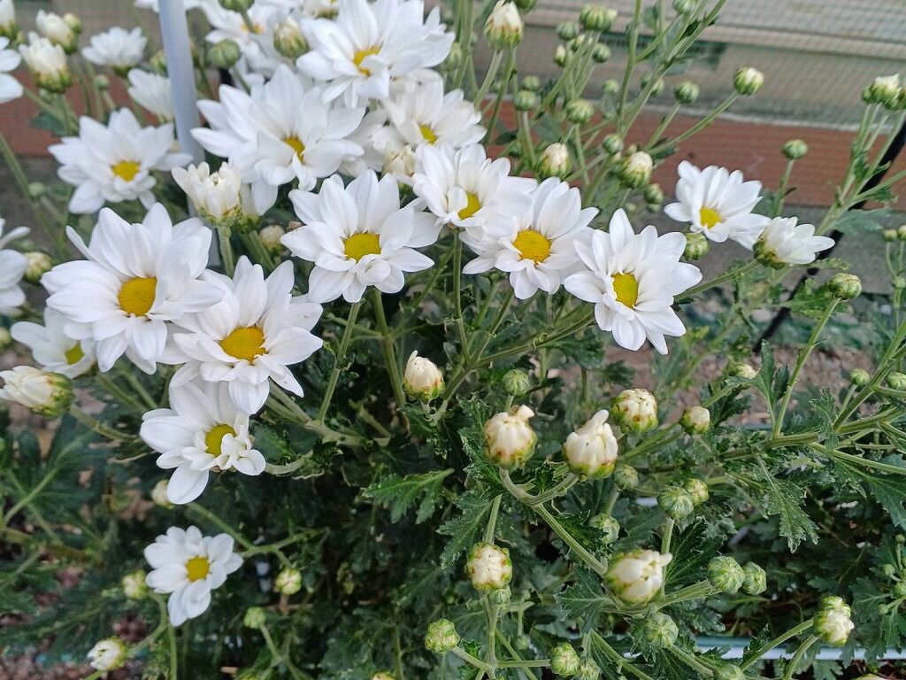 夏菊開花~♡ : やすらぎの庭