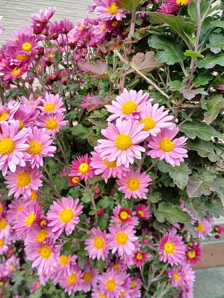 寒菊が満開です～♡ : やすらぎの庭