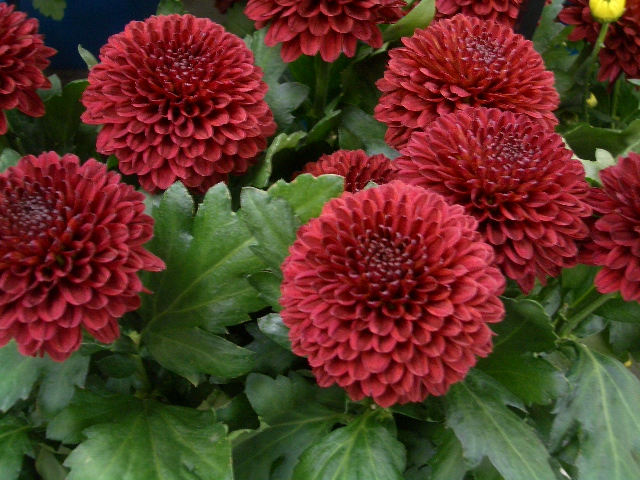 ピンポン菊 花寿美日記