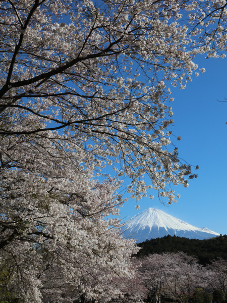 4 4 岩本山公園の桜と富士山 花散歩
