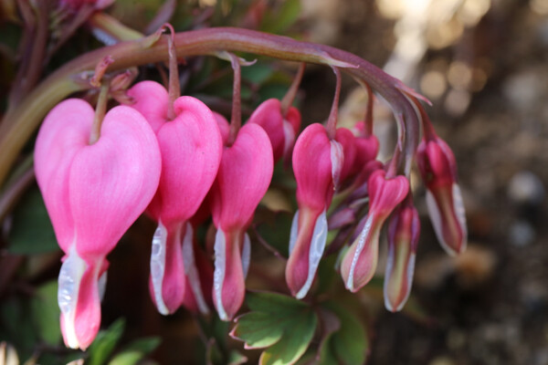 3 27 タイツリソウやツクシ 花散歩 3 27 タイツリソウやツクシ 花散歩