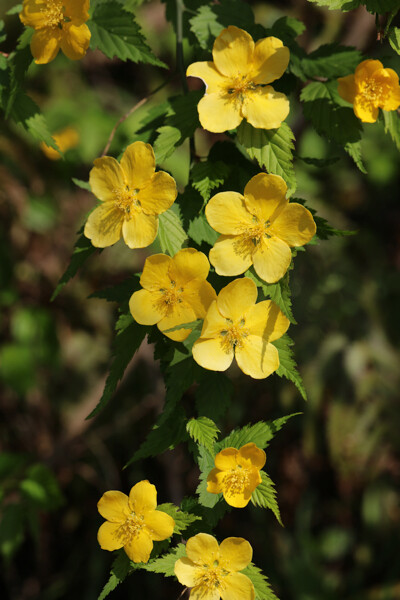 4 12 ヤマブキと白花ヤマブキと八重咲きヤマブキ 花散歩