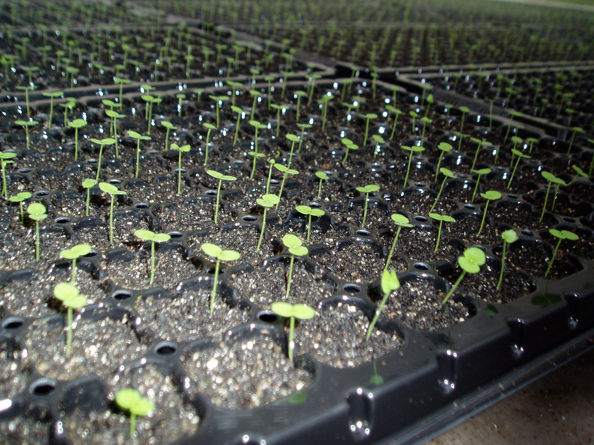 キンギョソウの芽 花農家の嫁日記