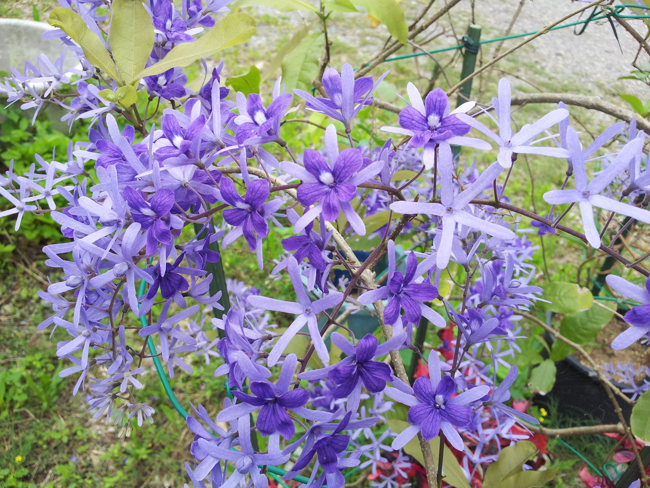 ペトレア ウォルビリス 石垣島の農園ブログ