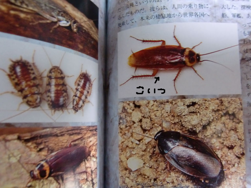 ゴキブリだもん 石垣島の農園ブログ ゴキブリだもん 石垣島の農園ブログ