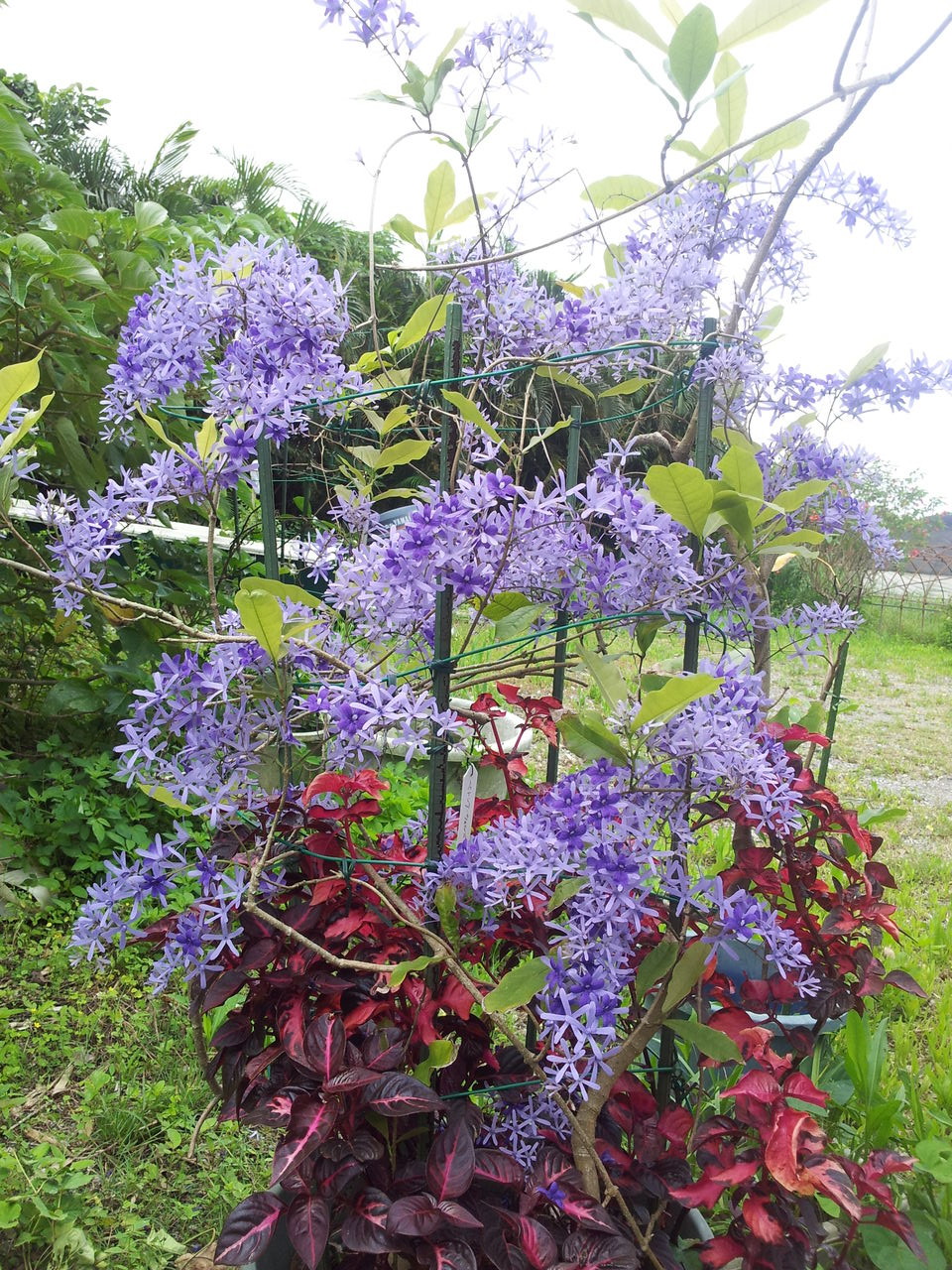 ペトレア Agenciajkr Com Br