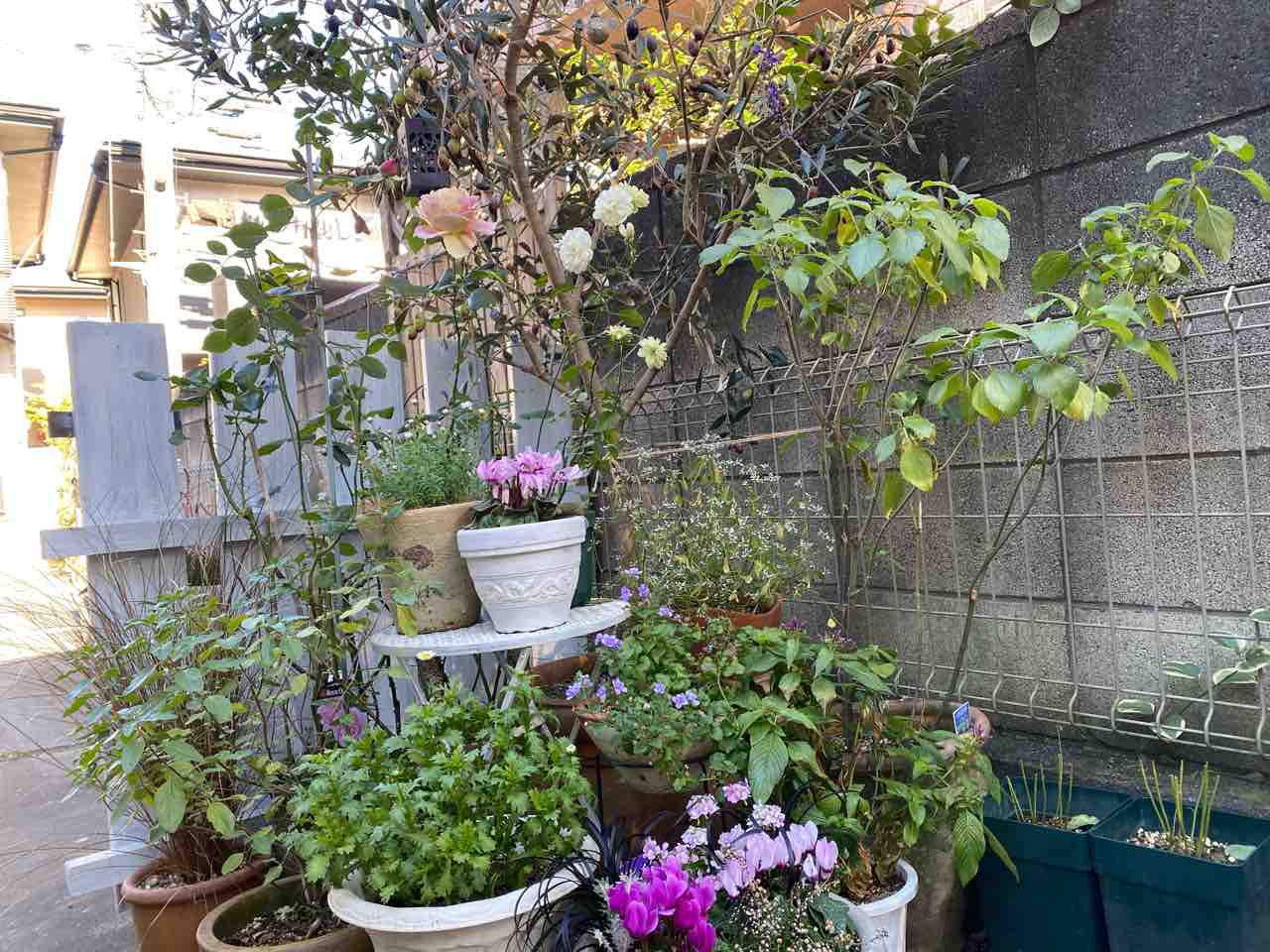 半日陰でﾎﾟﾂﾘﾎﾟﾂﾘ咲くパンジービオラ 冬剪定迄に咲ける 秋薔薇ｻﾝ はなtokidokiねこ 半日陰の気まぐれdiyガーデン