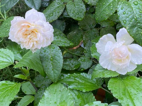 木立バラ 香りの薔薇様2号 ボレロ サンにメロメロ はなtokidokiねこ 半日陰の気まぐれdiyガーデン 木立バラ 香りの薔薇様2号 ボレロ サンにメロメロ はなtokidokiねこ 半日陰の気まぐれdiyガーデン