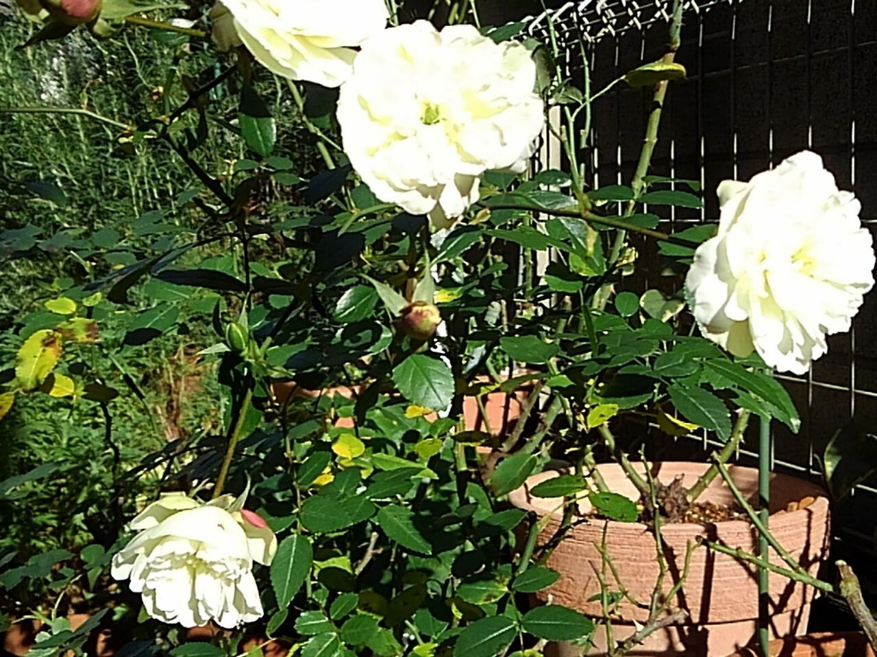 ﾐﾆﾊﾞﾗ グリーンアイス はなtokidokiねこ 半日陰の気まぐれdiyガーデン