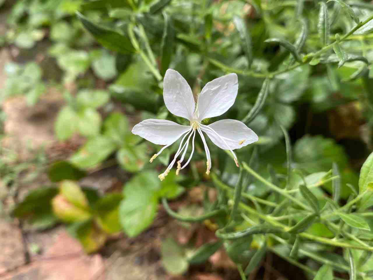 大好きガウラ アレゴリー 薔薇様 はなtokidokiねこ 半日陰の気まぐれdiyガーデン