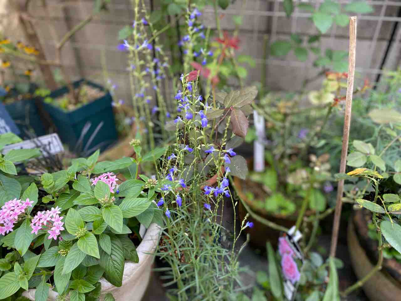 年09月 はなtokidokiねこ 半日陰の気まぐれdiyガーデン