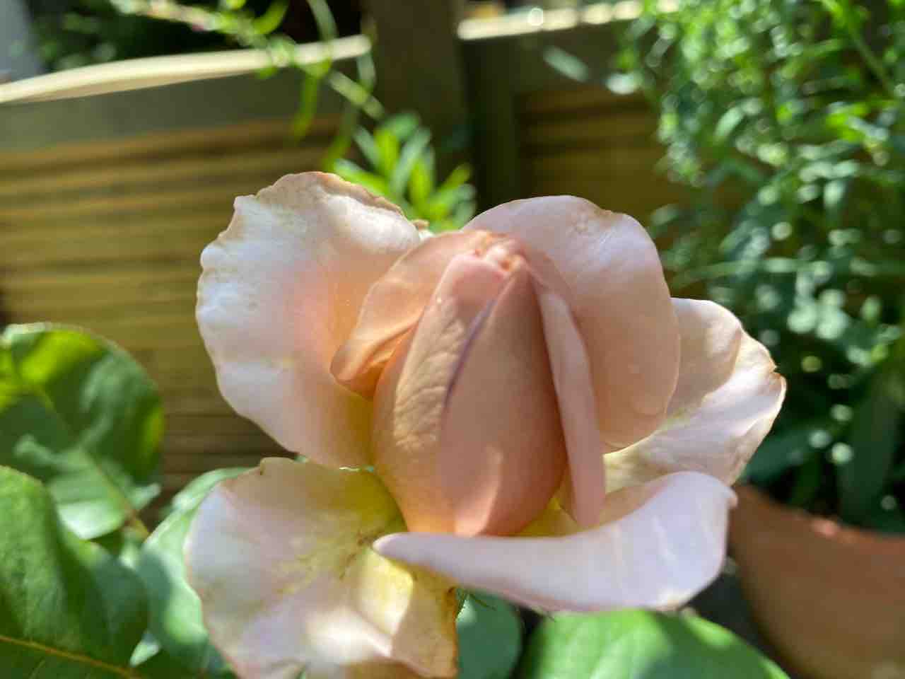 バラ図鑑 はなtokidokiねこ 半日陰の気まぐれdiyガーデン