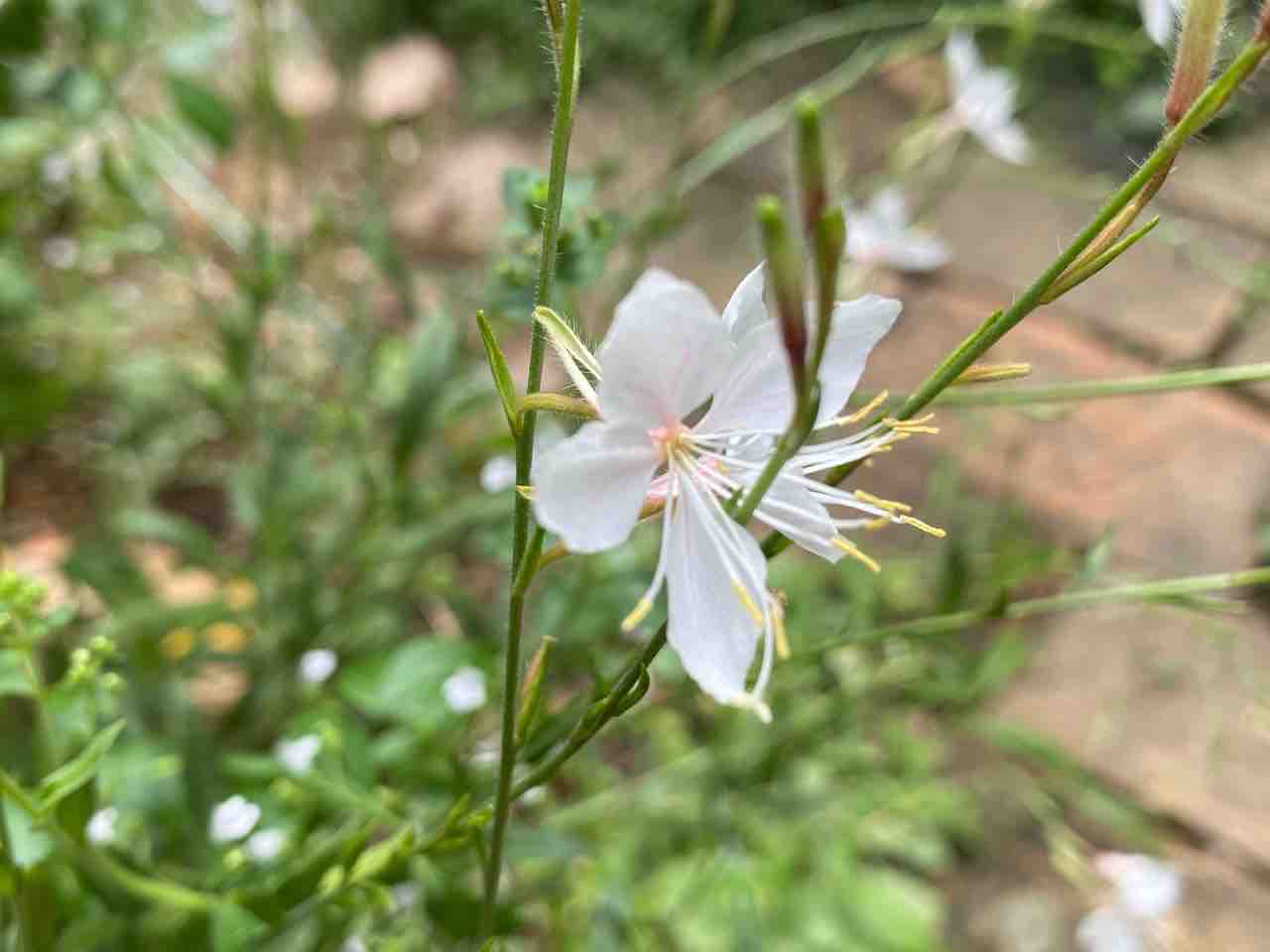 大好きガウラ アレゴリー 薔薇様 はなtokidokiねこ 半日陰の気まぐれdiyガーデン