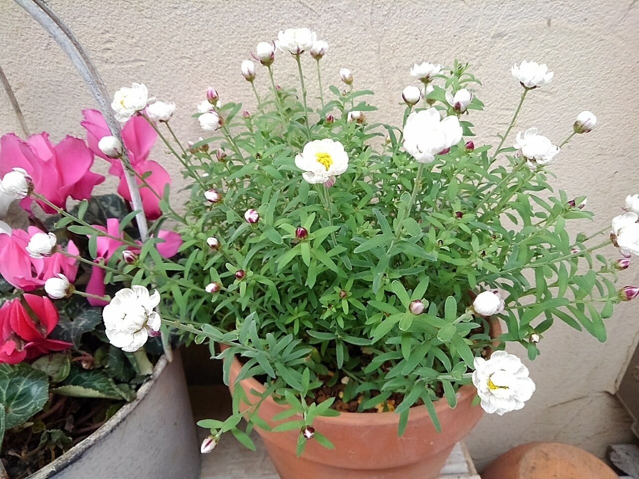 連れ帰ったビオラ はなtokidokiねこ 半日陰の気まぐれdiyガーデン